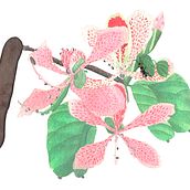 Casco de venado y un amiguito. Traditional illustration, Painting, and Watercolor Painting project by Monica Palma - 03.31.2024