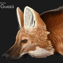 Aguará Guazú. Design Management, Information Design, Photograph, Post-production, Sculpture, Infographics, Pencil Drawing, and Drawing project by David Rojas Marquez - 01.20.2022