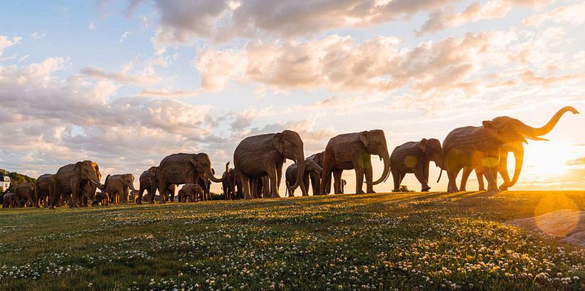 The Great Elephant Migration